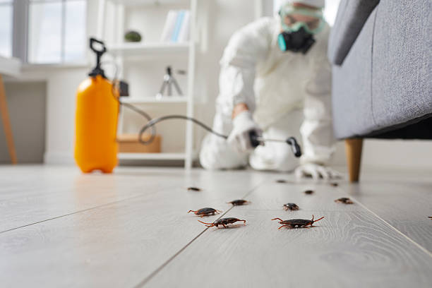 Post-Treatment Bed Bug Interceptor Monitoring in Terrell Hills